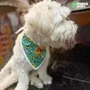 Panuelo-para-mascotas-foto-real1-1.webp